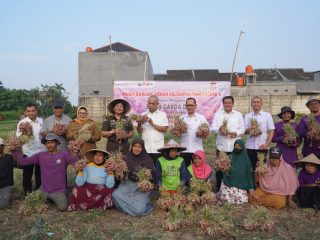 Jaksa Agung Muda Intelijen Kejaksaan Agung Reda Mantovani, Bupati Maesyal, Wabup Intan, Kajari Afrillianna Purba, dan Pejabat lainnya saat ikut panen bawang bersama kelompok petani.