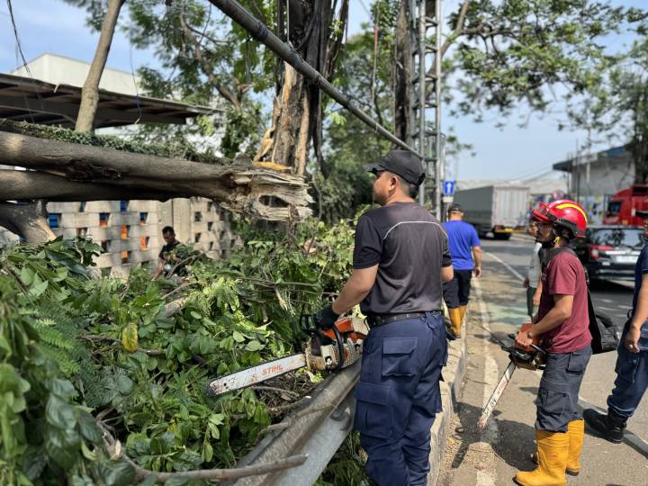 Personil BPBD saat memotong pohon yang rawan rubuh.