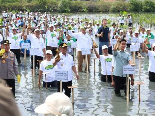 Wapres Gibran dan Gubernur Andra Soni dan pejabat lainnya saat menanam Mangrove.