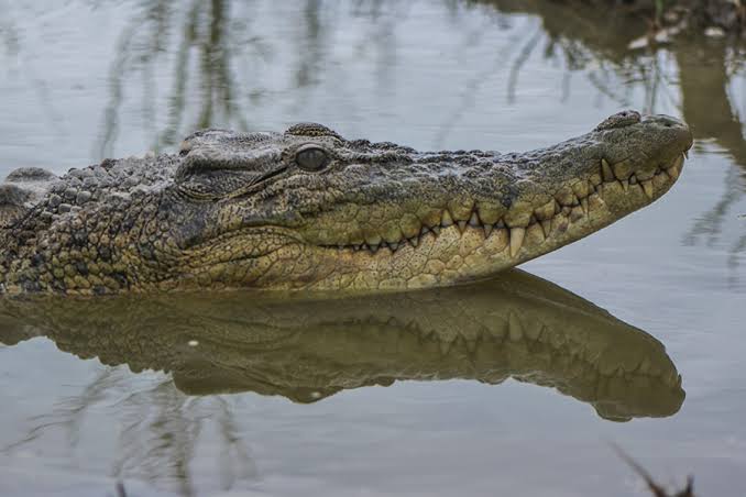 Buaya Muara. (Istimewa/Mungobay)