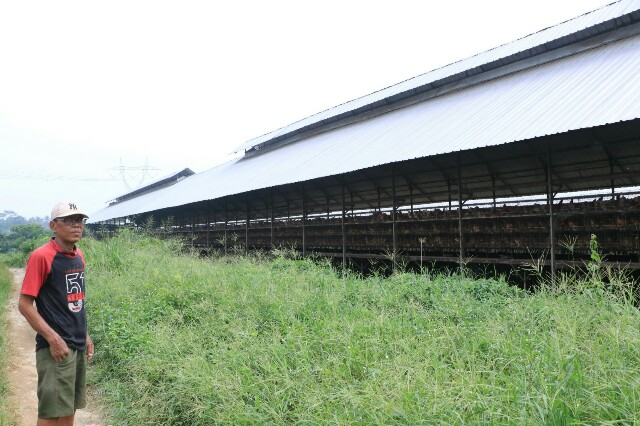 Peternakan ayam petelur milik PT. Sumber Rezeki Baru Semesta di Cikeusal di Segel Satpol PP Kabupaten Serang.