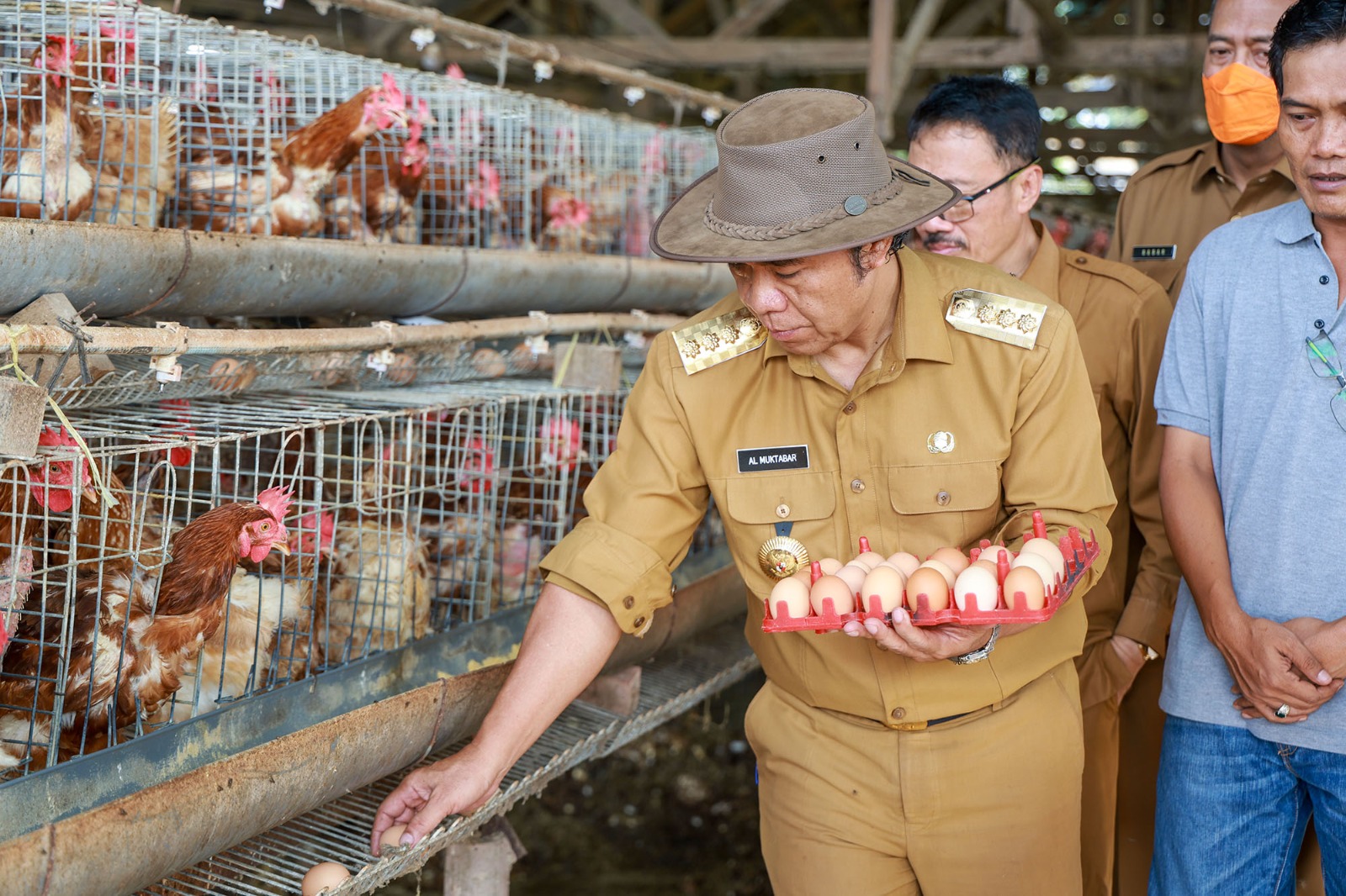 Al Muktabar saat mengumpulkan telur ayam.