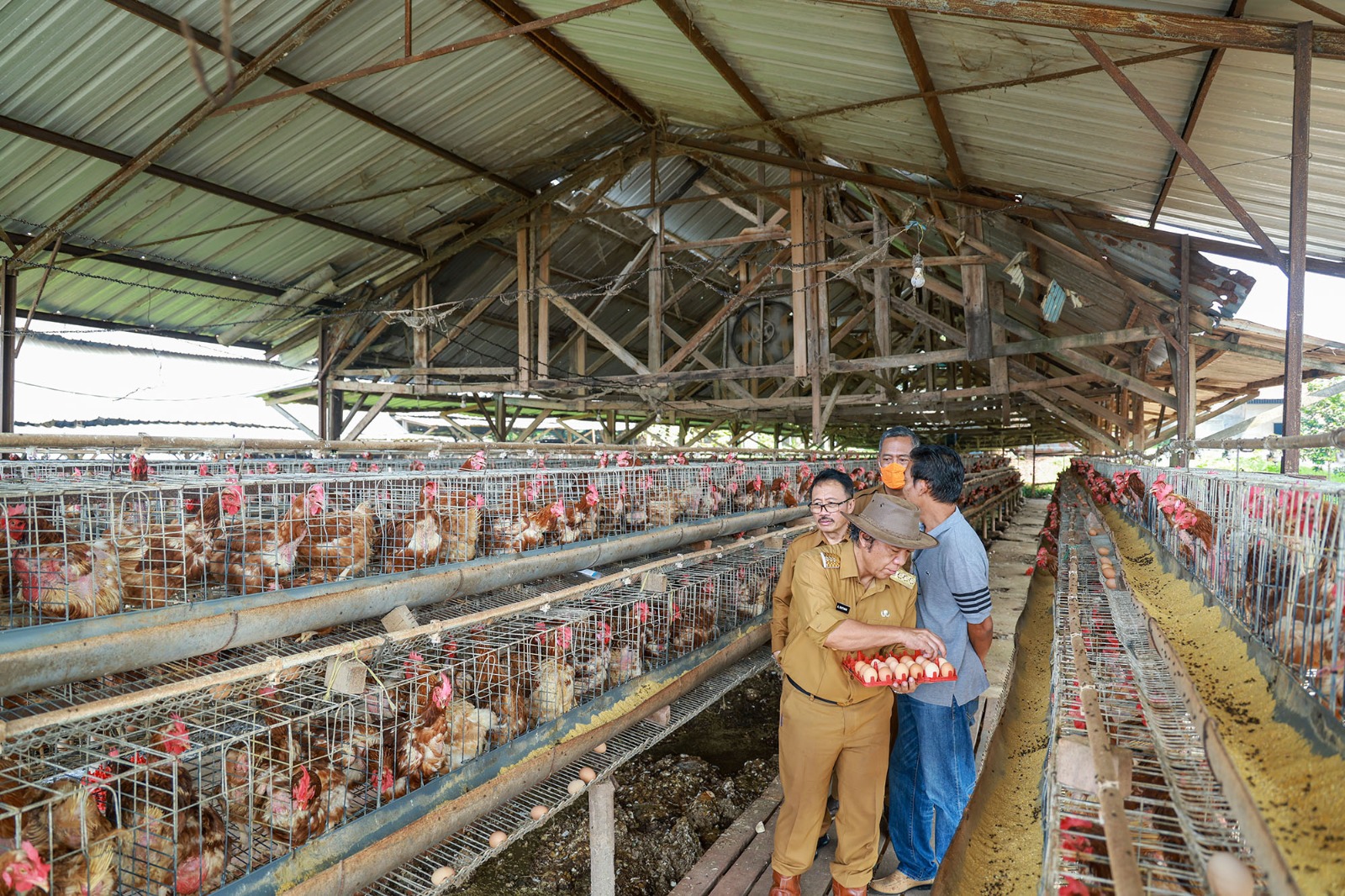 Al Muktabar saat mengumpulkan telur ayam.