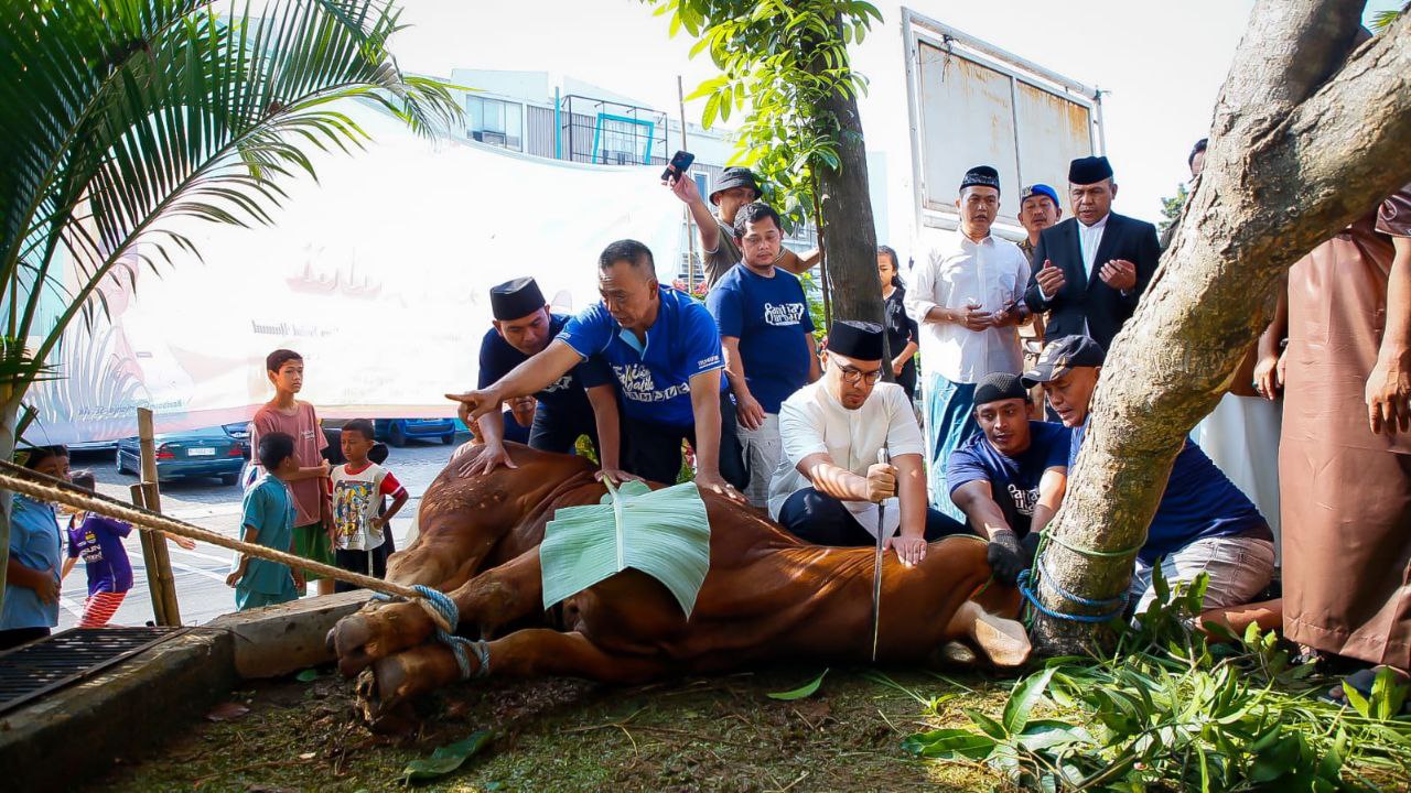 Pilar Saga Ichsan Sembelih Hewan Kurban Sapi di Tangsel