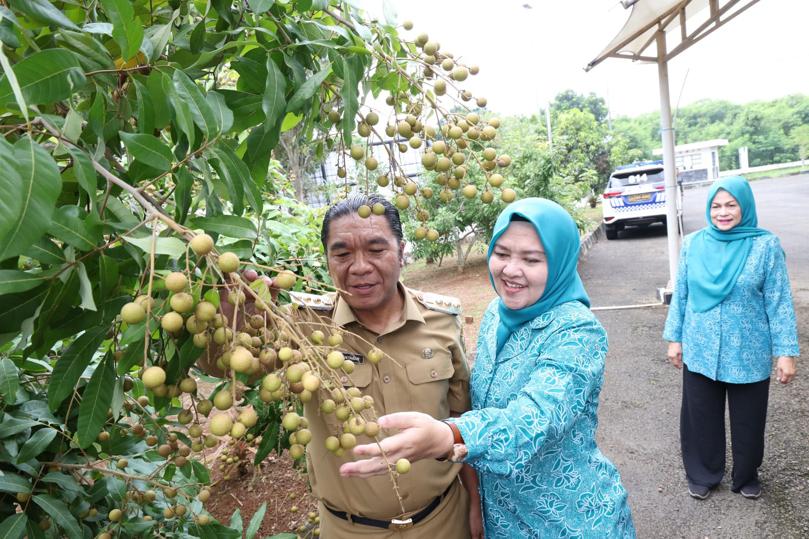 Ibu Tine Al Muktabar Bersama Pj Gubernur Banten Panen Buah Kale Dan Sayuran di Kebun TP PKK