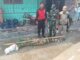 Buaya kali Cidurian yang berhasil ditangkap.