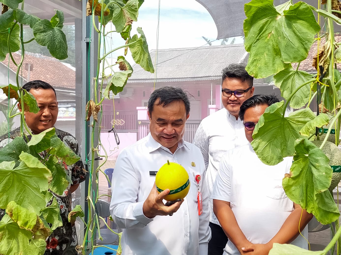 Sekda Soma saat ikut panen Melon Hidroponik hasil anak muda di Curug.