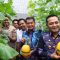 Bupati Maesyal Didampingi Camat Arif Rachman saat panen melon di Desa Curug Wetan.