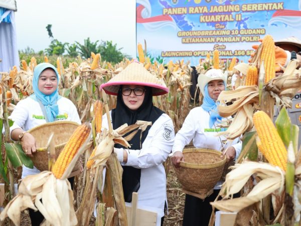 Panen Jagung Serentak di Cisauk, Wabup Tangerang Apresiasi Peran Polri Dukung Ketahanan Pangan