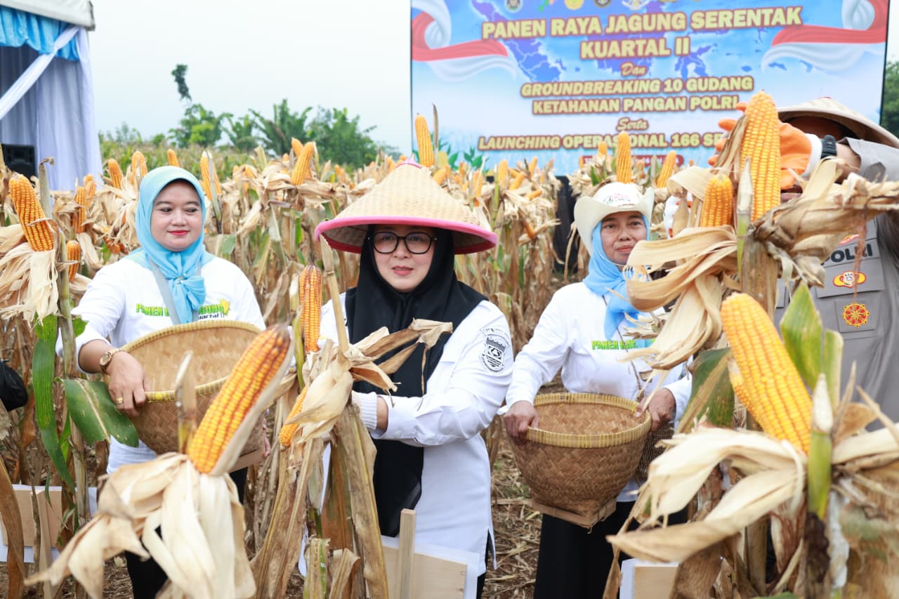 Wabup Intan saat ikut memanen jagung serentak di Cisauk bersama Polri.