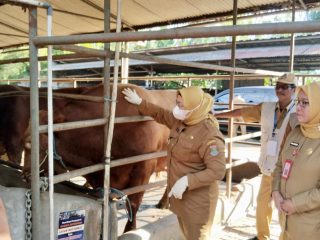 Wabup Intan Tinjau Peternakan di Pagedangan, Pastikan Hewan Kurban Aman untuk Warga