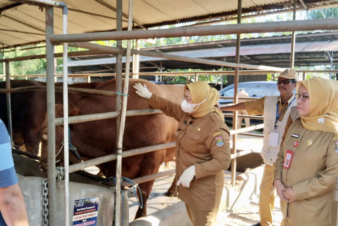 Wabup Intan saat monitoring pemeriksaan kesehatan hewan kurban.