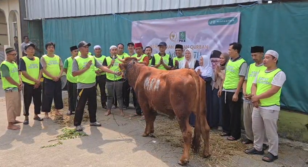 Penyaluran hewan kurban sapi untuk masyarakat.