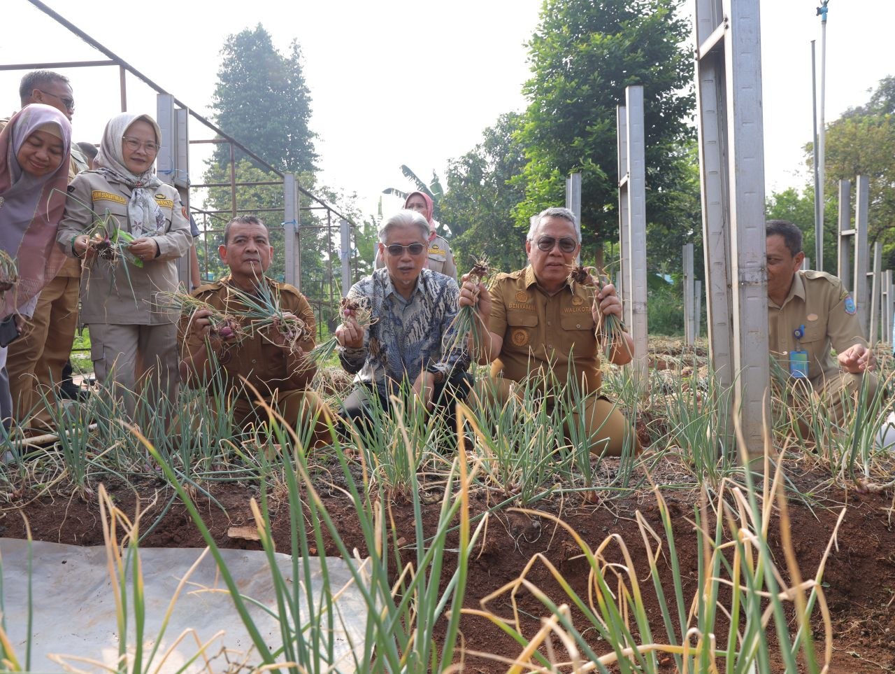 Wali Kota Benyamin saat panen bawang merah varietas Batu.